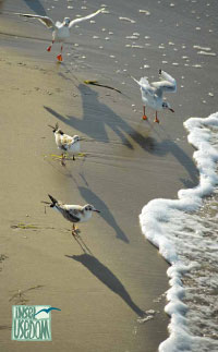 Prospekt Tourismusverband Usedom